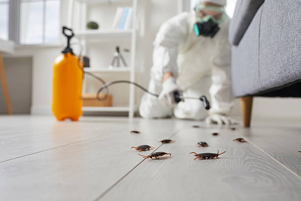 Commercial Kitchen Cockroach Control in Lake Ketchum